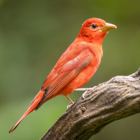 Summer Tanager